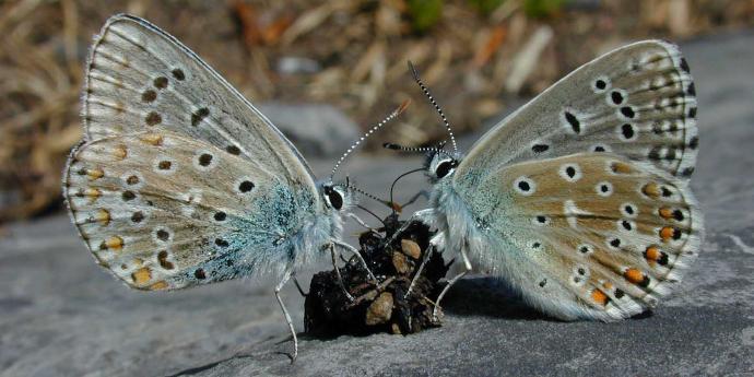 Due farfalle argo celeste si nutrono di un mucchietto di feci posato su una pietra Due farfalle argo celeste si nutrono di un mucchietto di feci posato su una pietra
