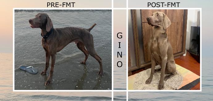 Gino dopo l'FMT