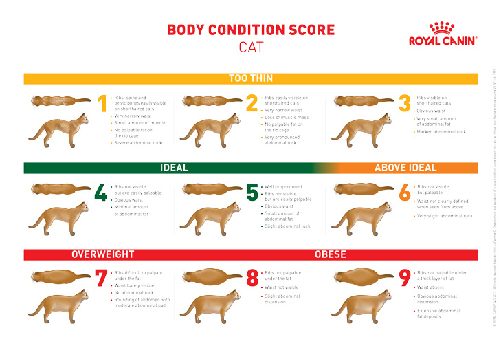 Problemi gastrointestinali nel cane