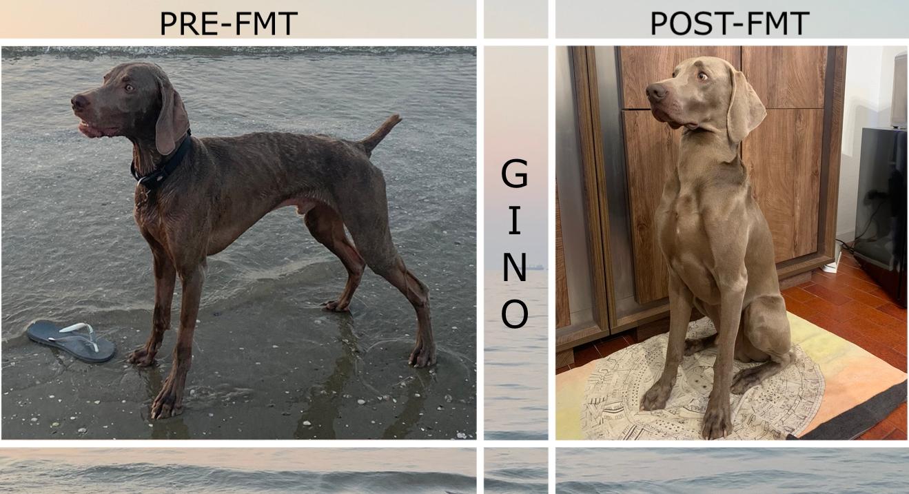 Gino dopo l'FMT Gino dopo l'FMT